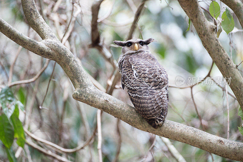 鹰鸮鸟:亚成年斑腹鹰鸮(Bubo nipalensis)，又称森林鹰鸮。